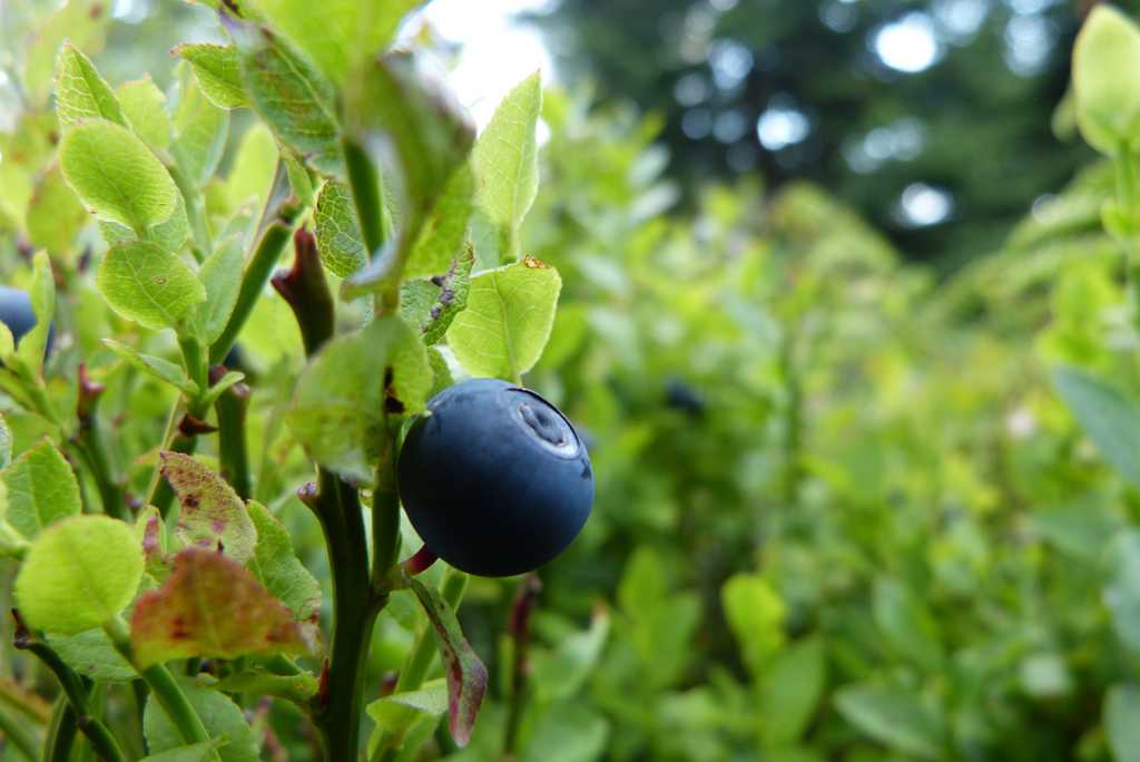 营养的蓝莓图片