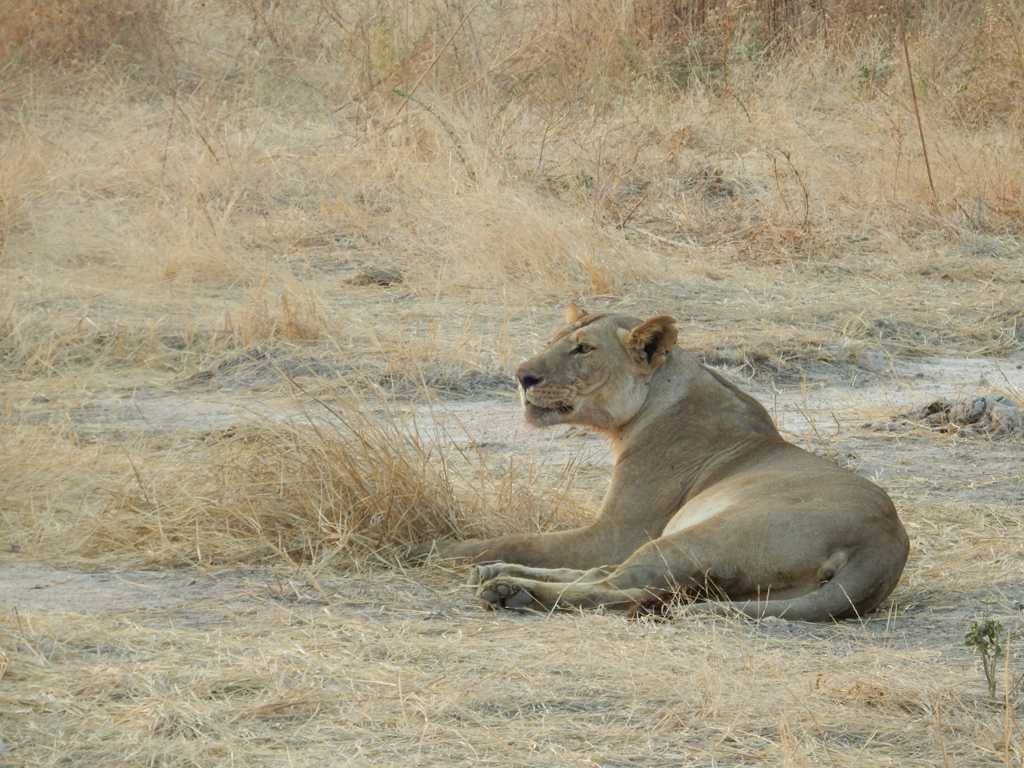 非洲母狮子图片