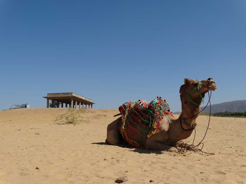 戈壁中的骆驼高清图片