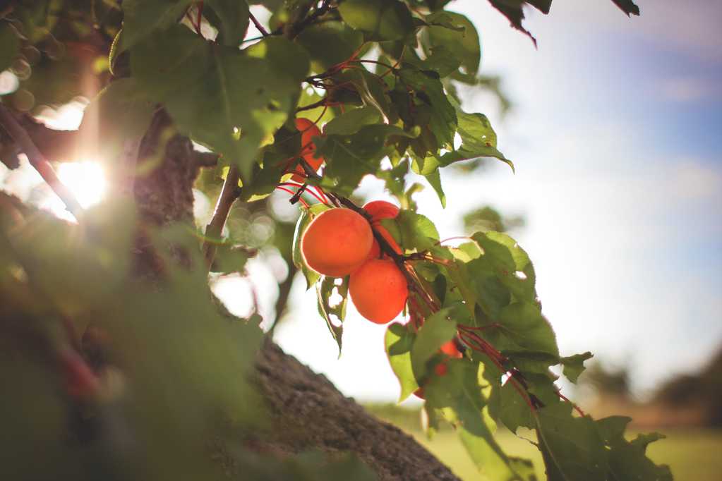 树上的杏子图片