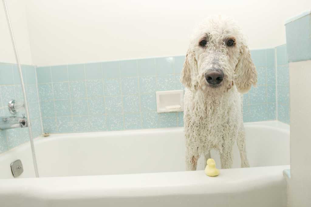 浴池里的小狗图片