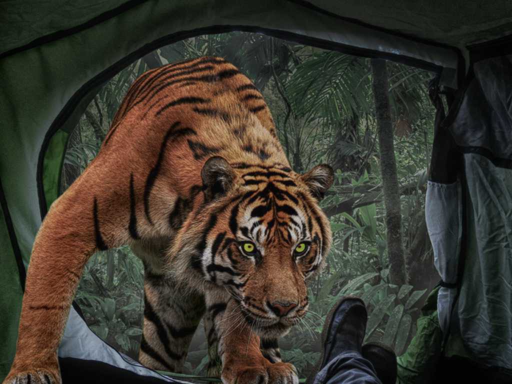进入帐篷的老虎图片