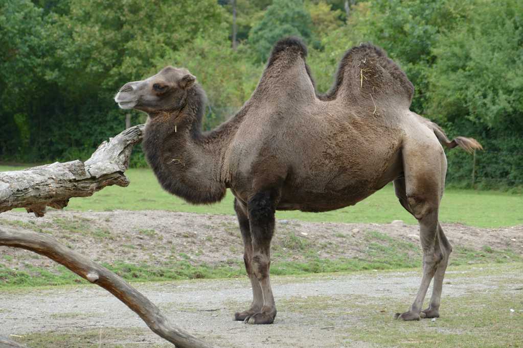 站立的骆驼图片