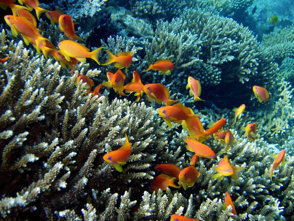 珊瑚与海鱼图片