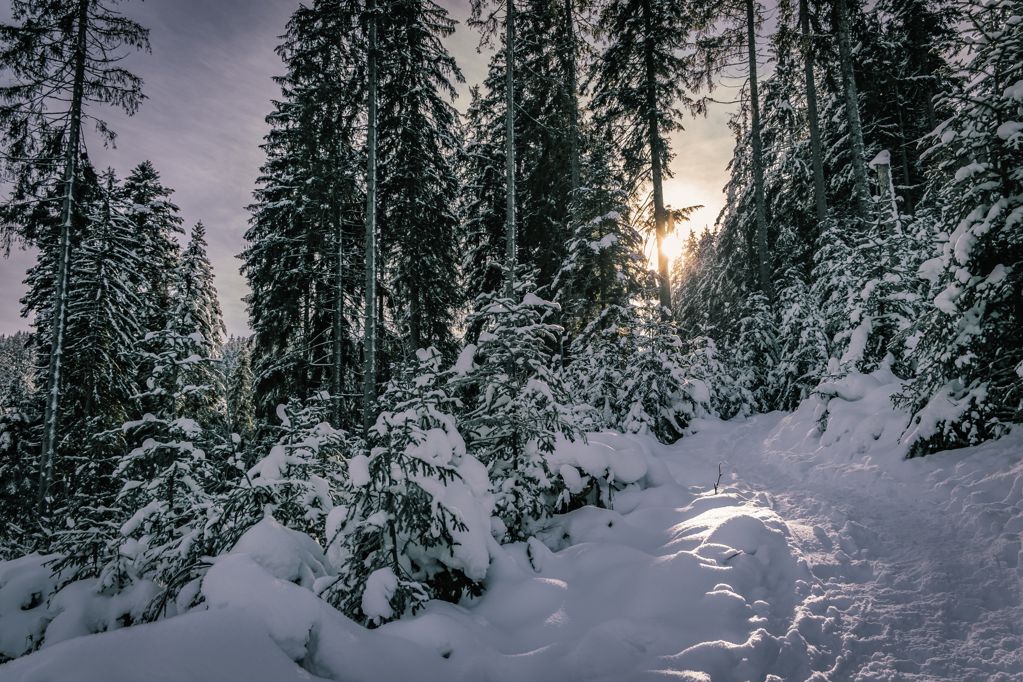 朝阳树林积雪景观图片