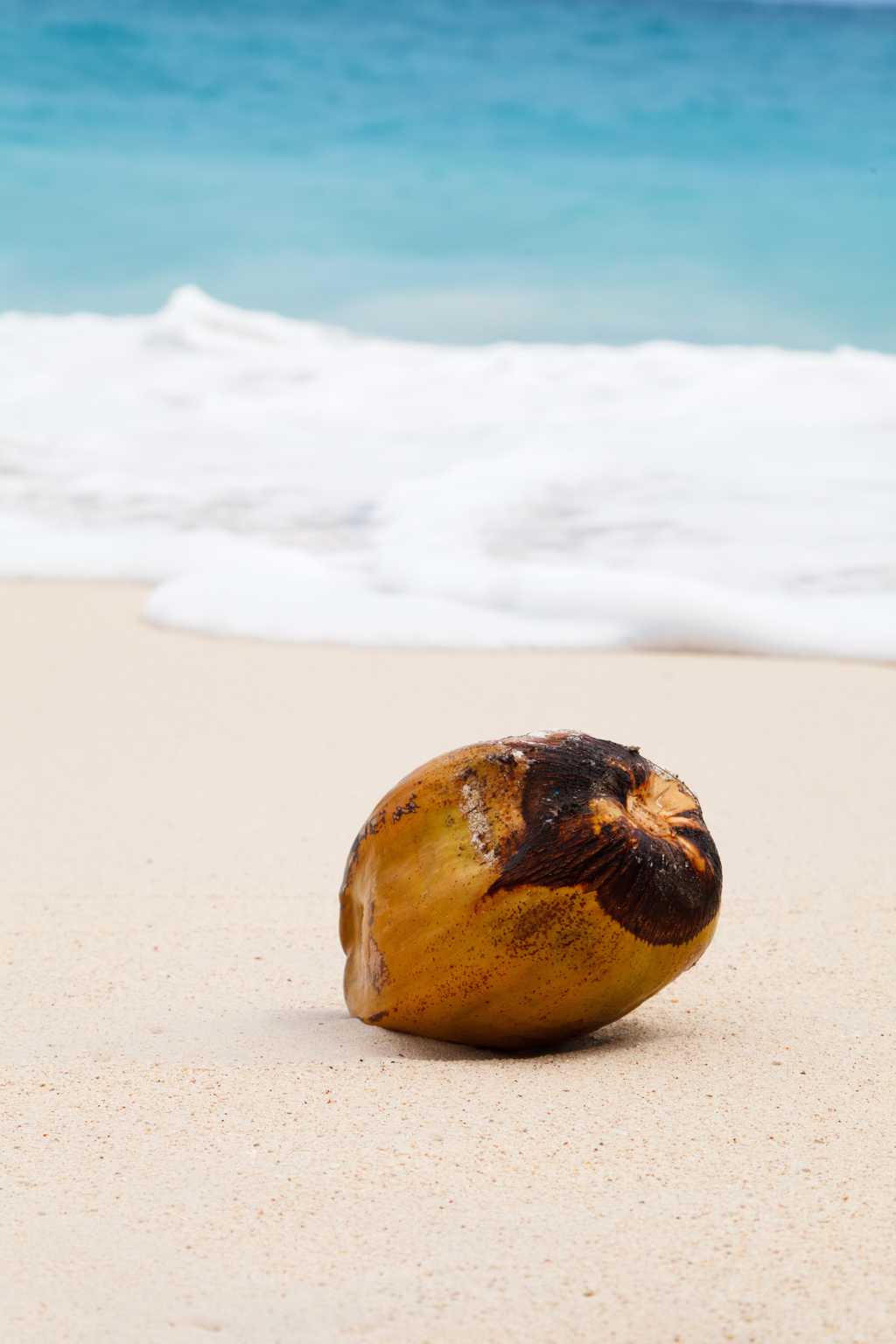 沙滩上的椰子图片