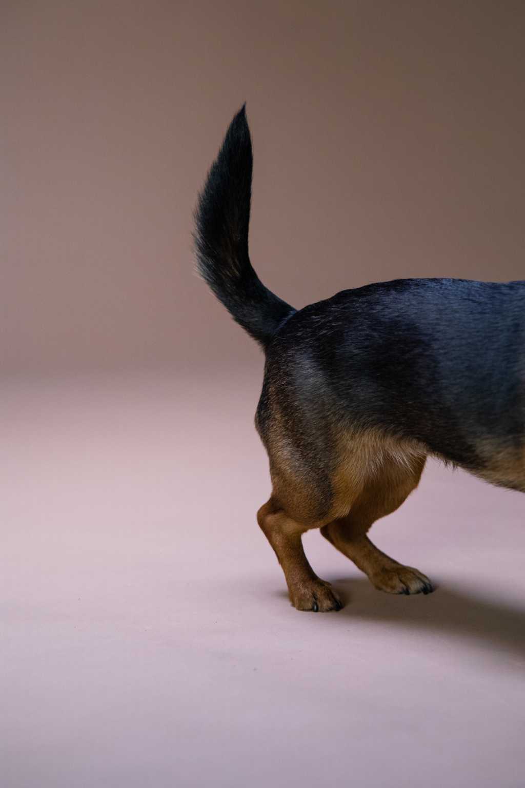 杜宾犬的尾巴图片