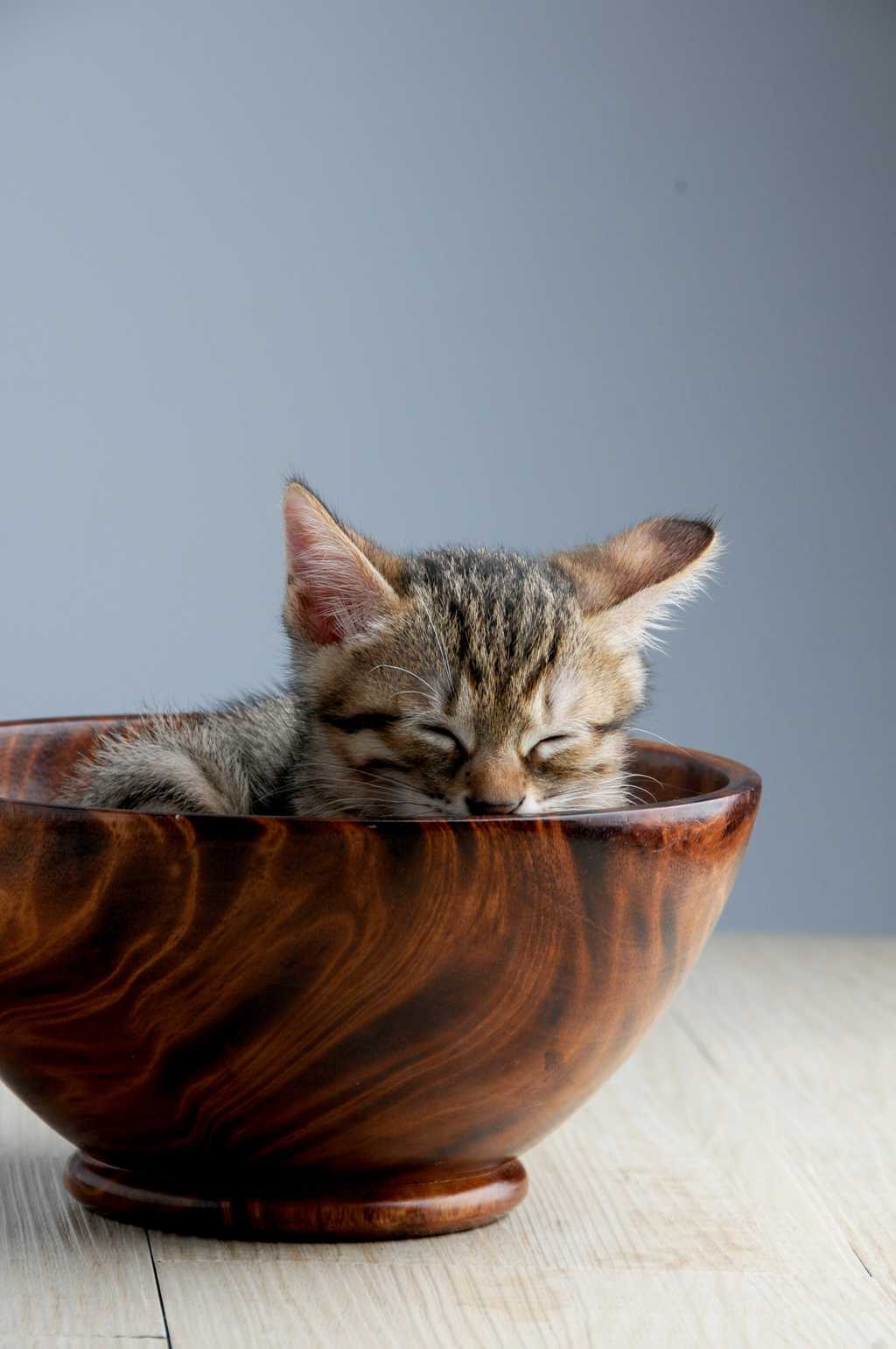 碗里的幼猫图片