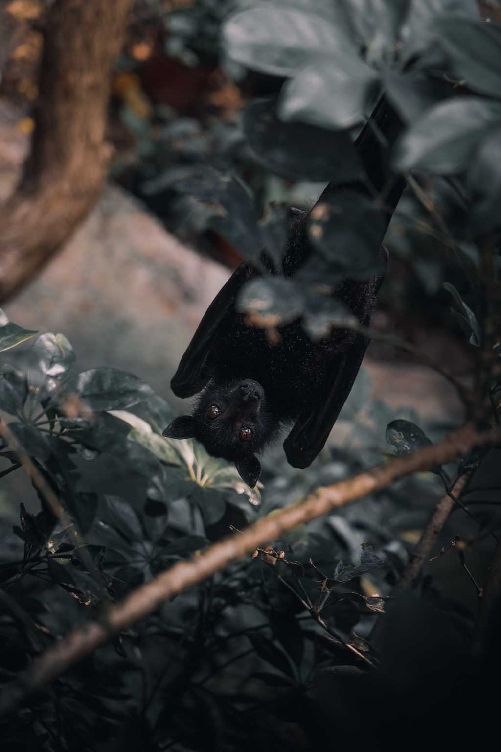 休憩的蝙蝠图片