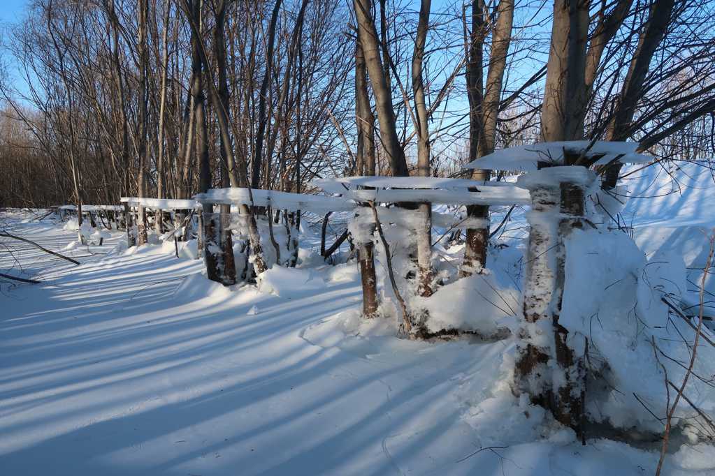 冬天树林冰雪景观图片