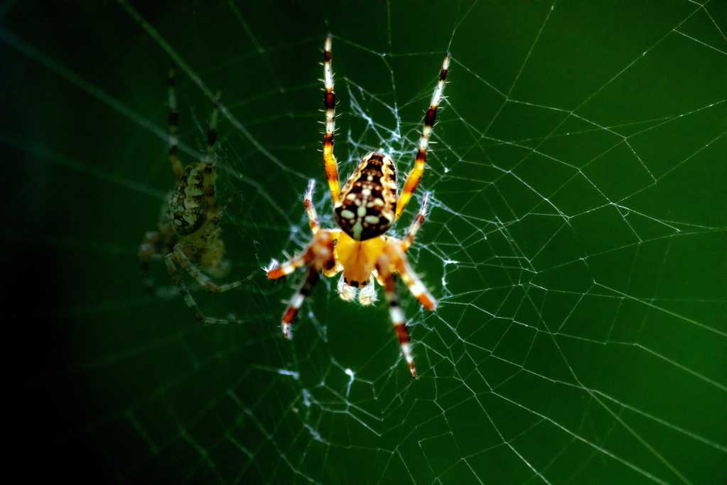 野外蜘蛛织网图片