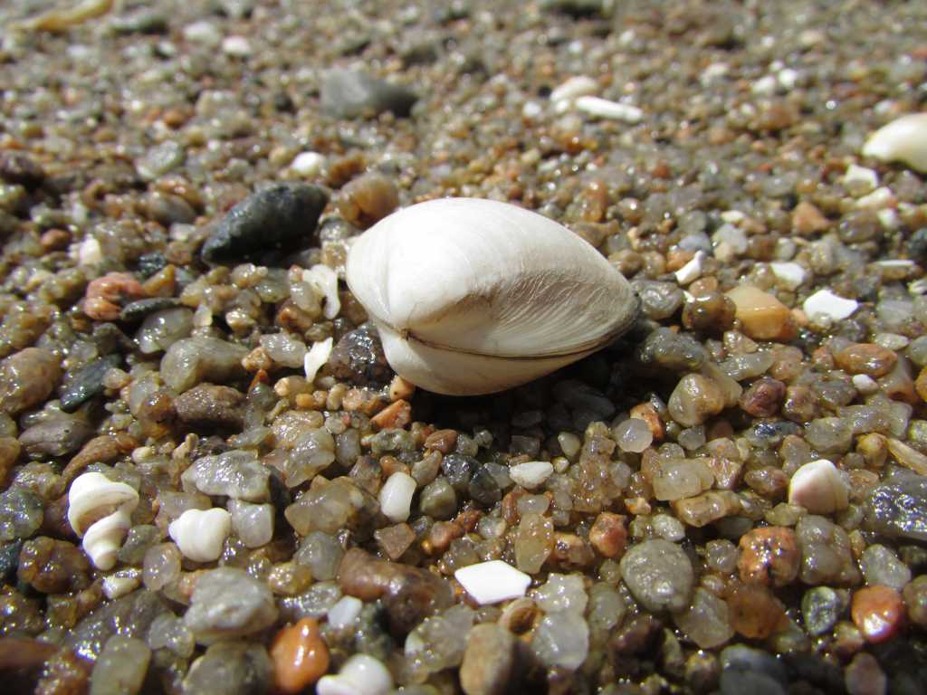 沙滩白色贝壳图片