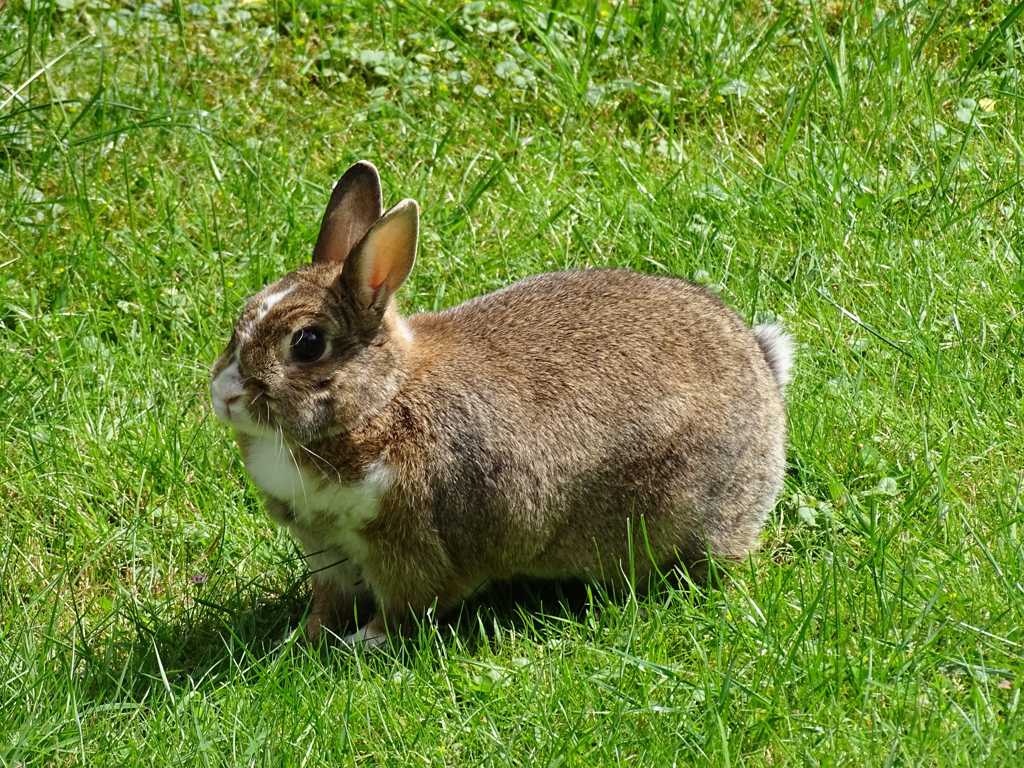 绿色草坪上的兔子图片