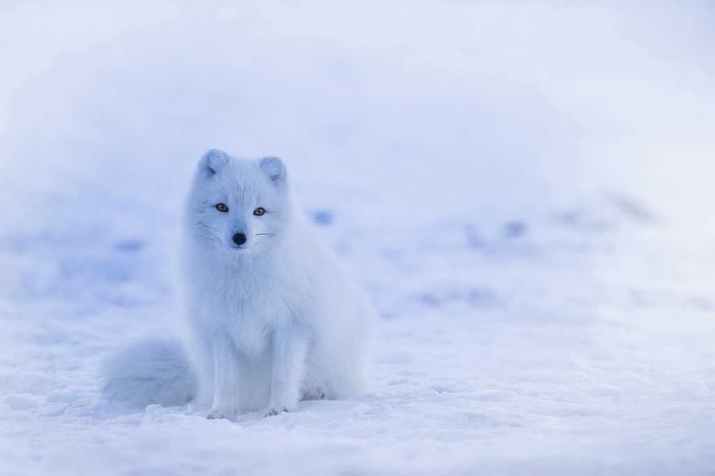 呆萌的北极狐图片