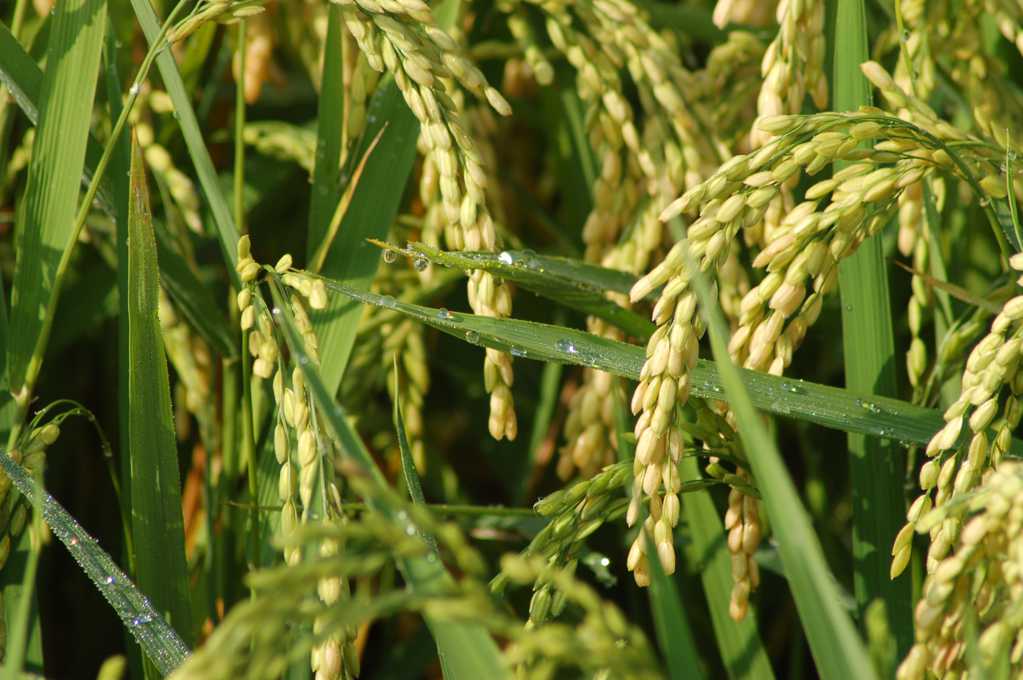 稻田里的水稻图片