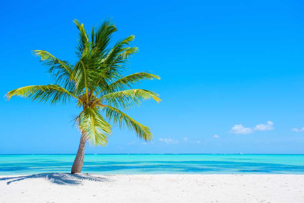海岛椰树自然风光图片