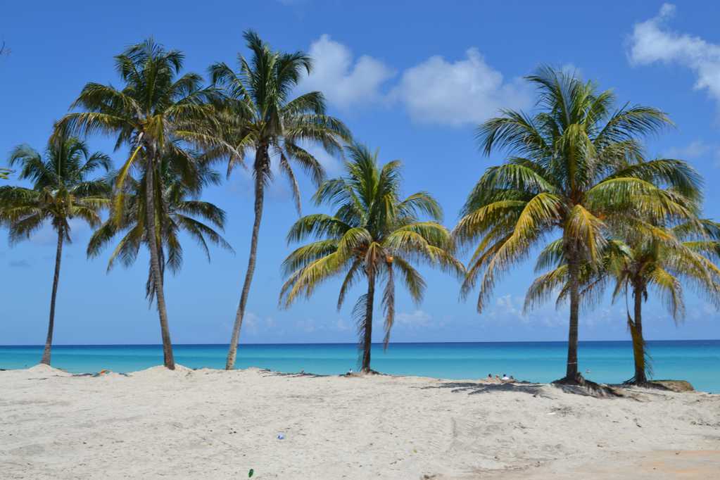 桑迪沙滩棕榈树