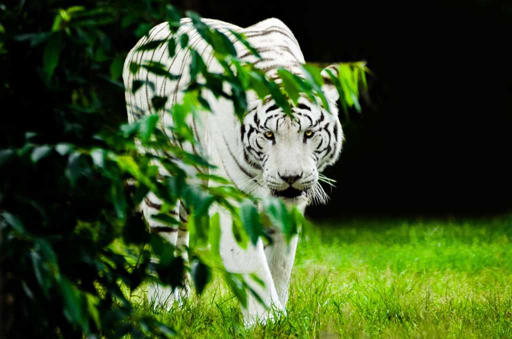 丛林白老虎图片