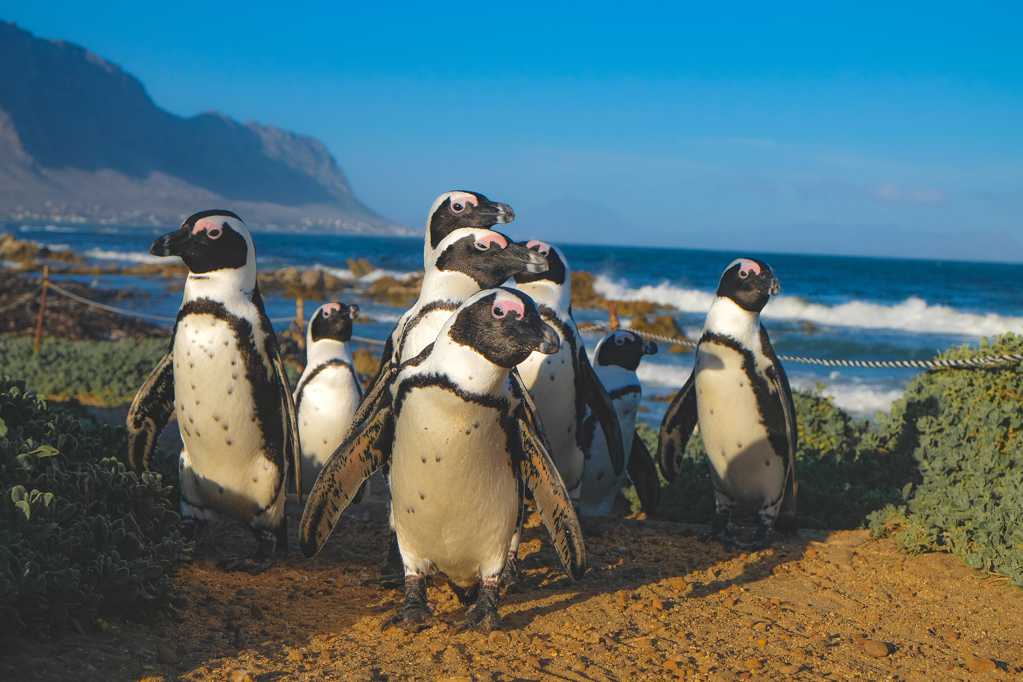 南非萌企鹅