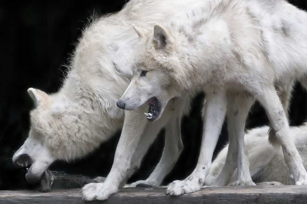 凶猛的白狼图片