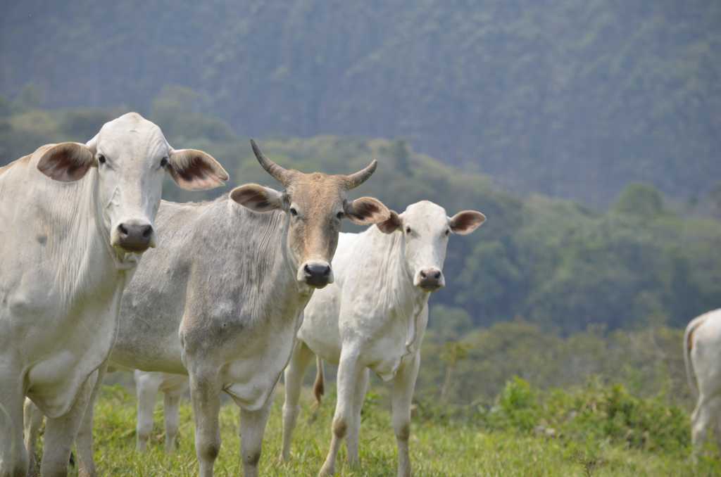 牧区的牛群图片