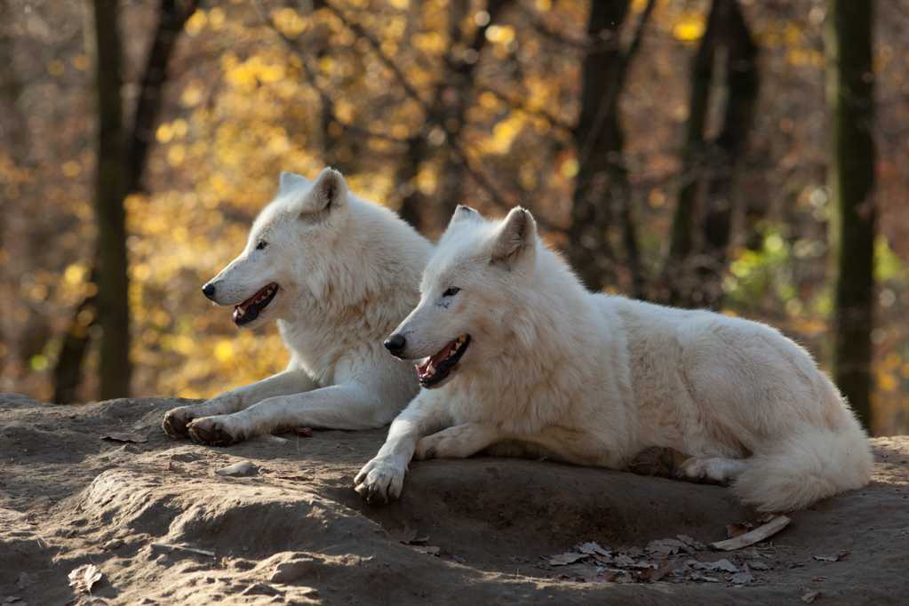 丛林中的白狼