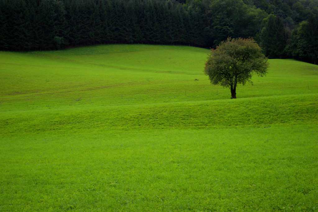 绿色树木与草原图片