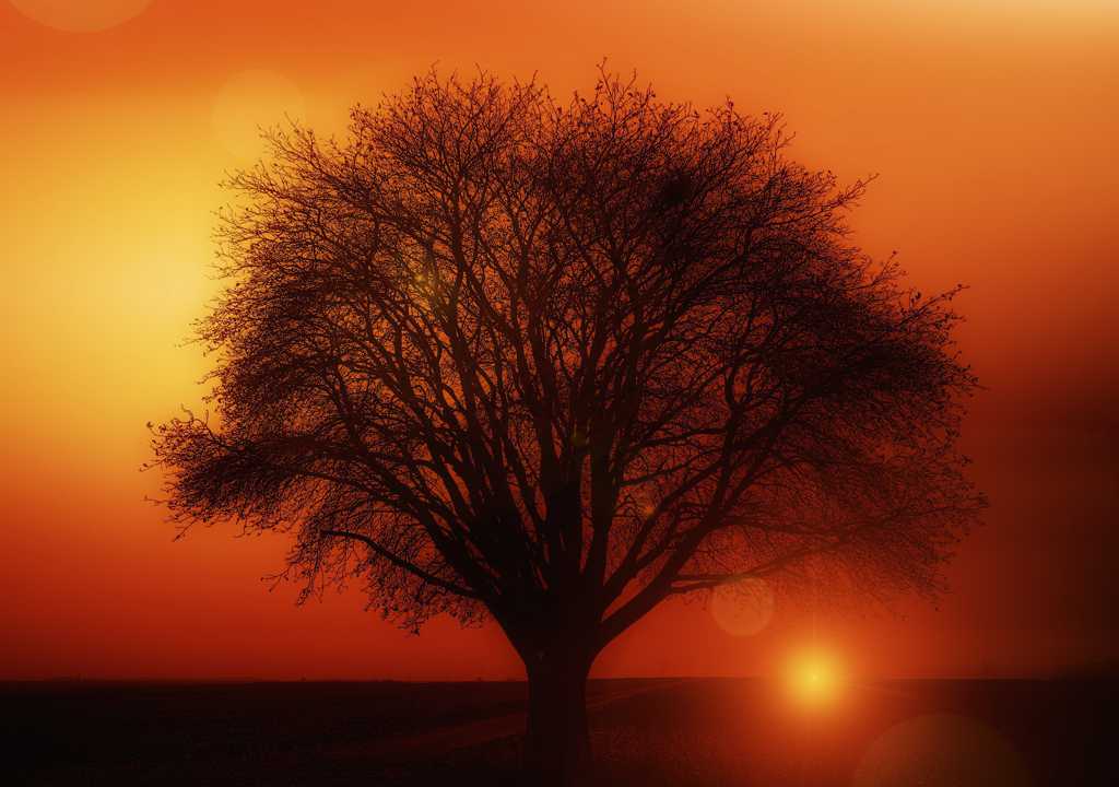 夕阳日落树木图片