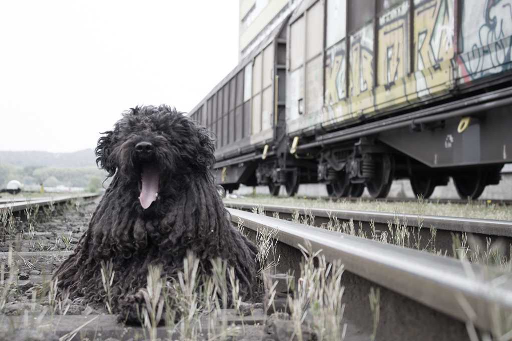 铁路上的泰迪狗图片
