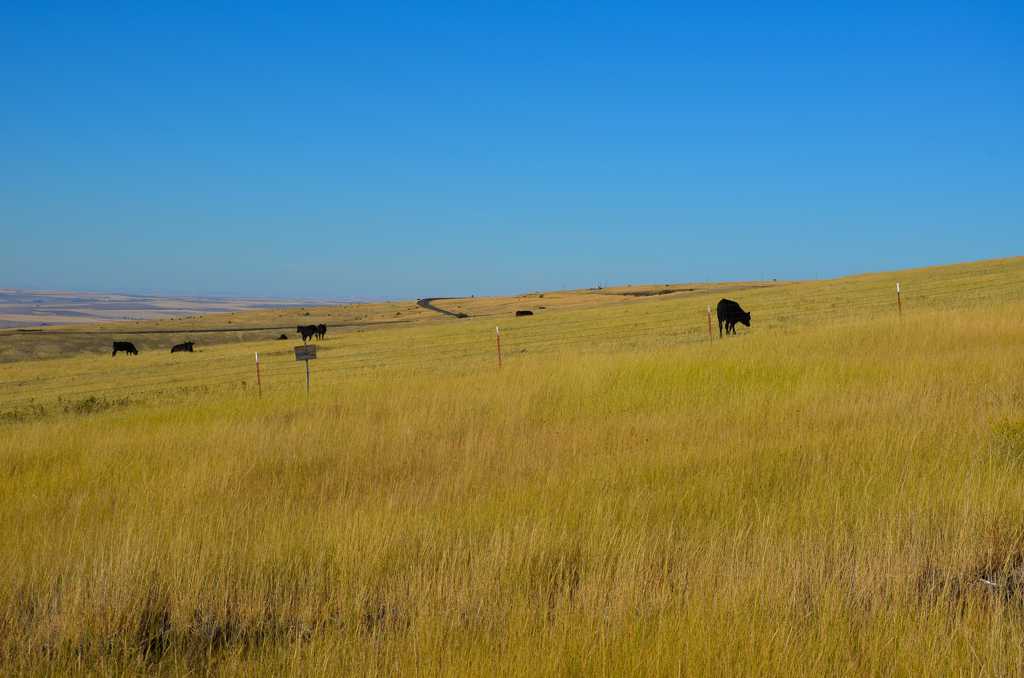 草原牧场景色图片