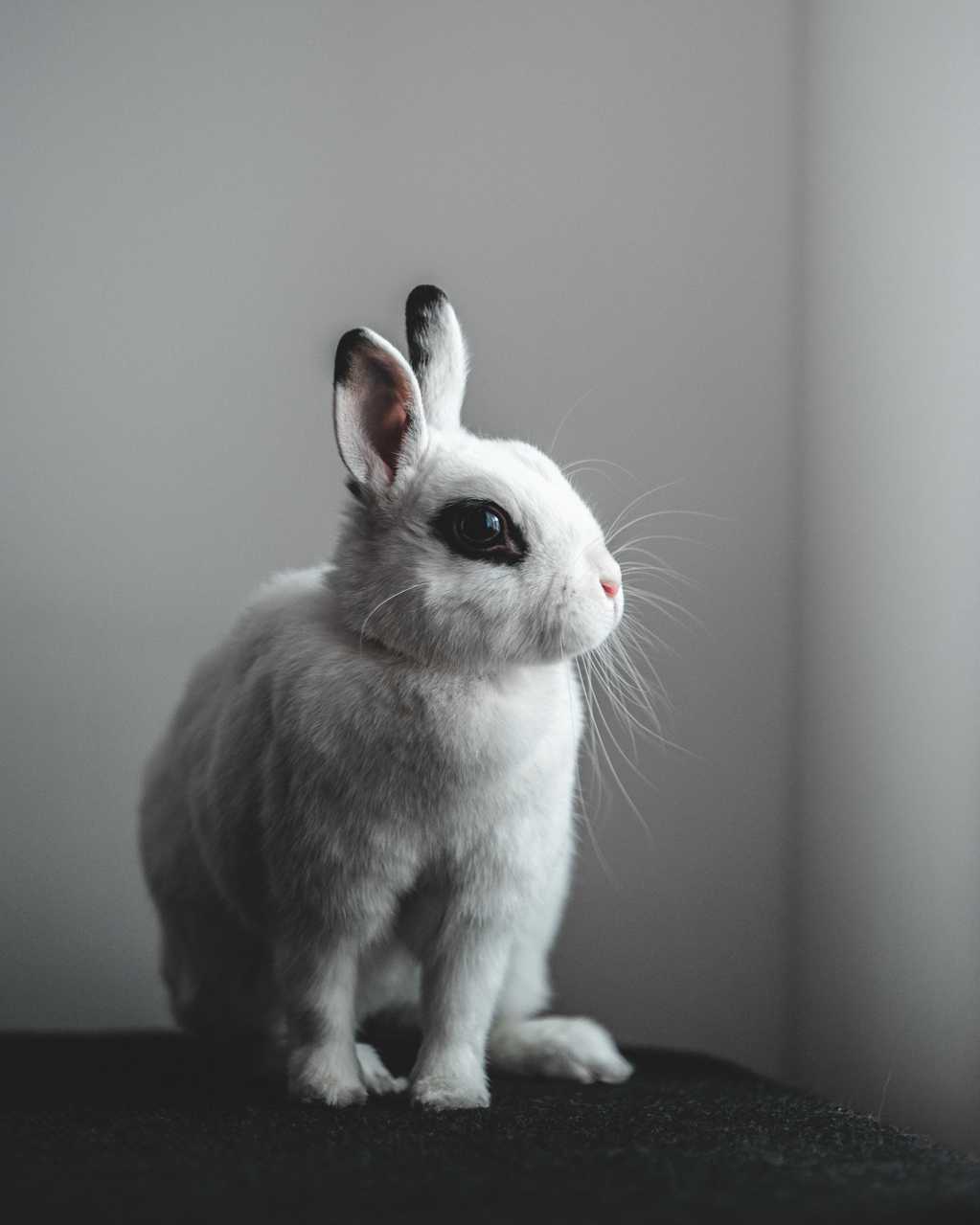 呆萌的兔子图片