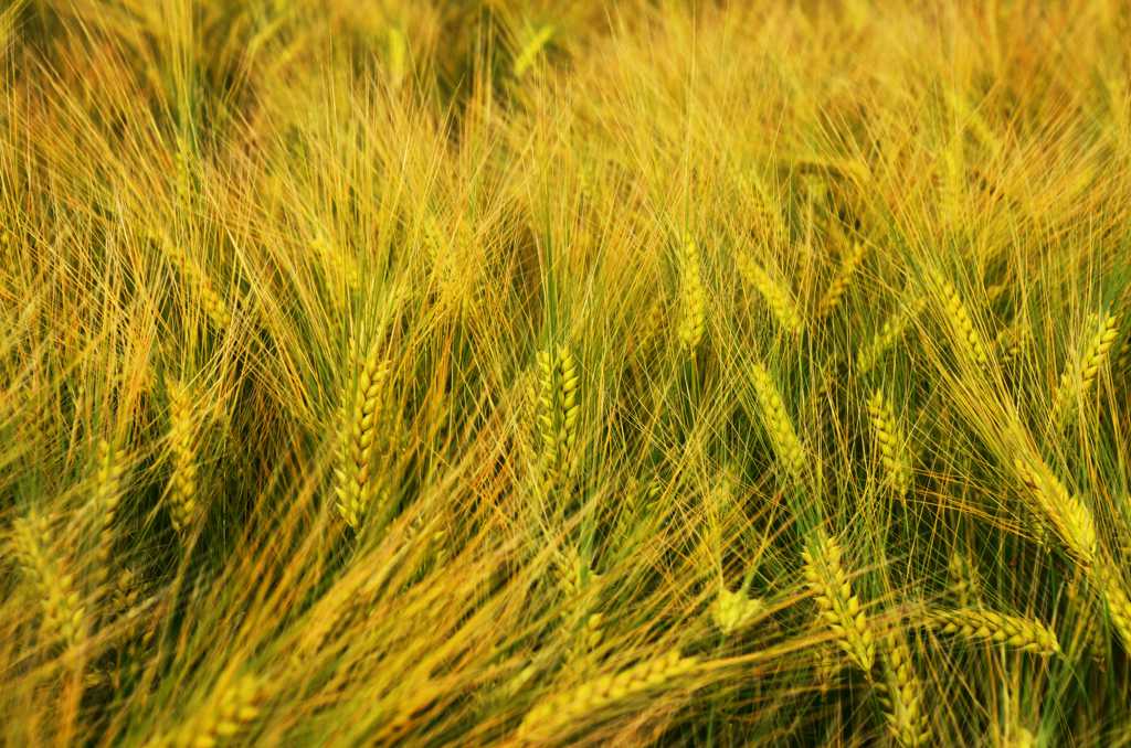 稻田里的谷物图片