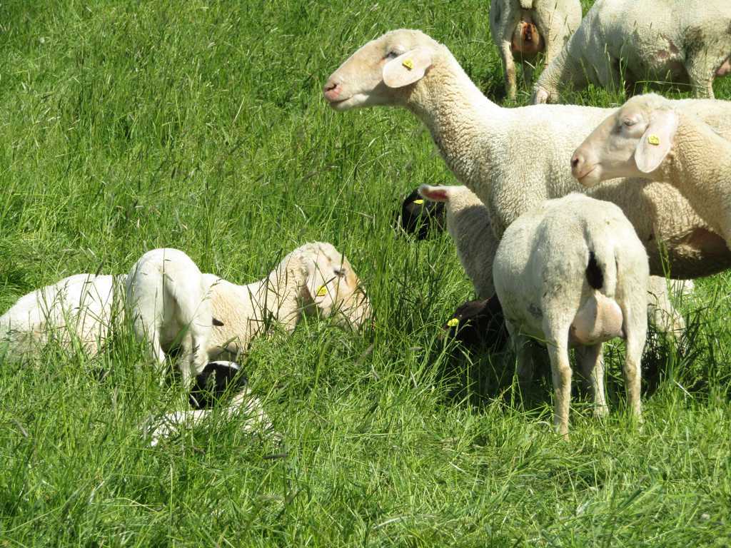 草场绵羊放牧图片