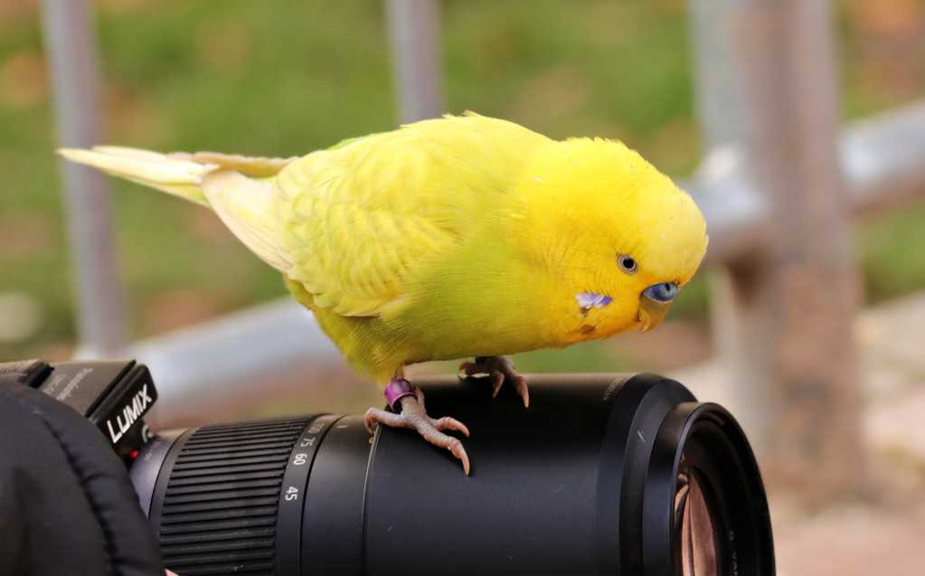 黄色乖巧鹦鹉图片