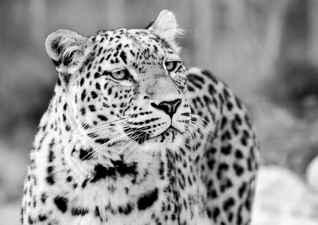 野生豹子黑白图片