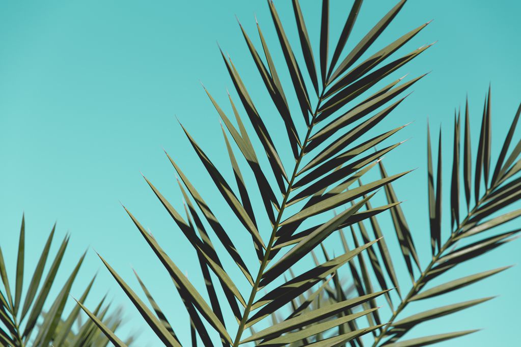 蓝天下的棕榈树图片