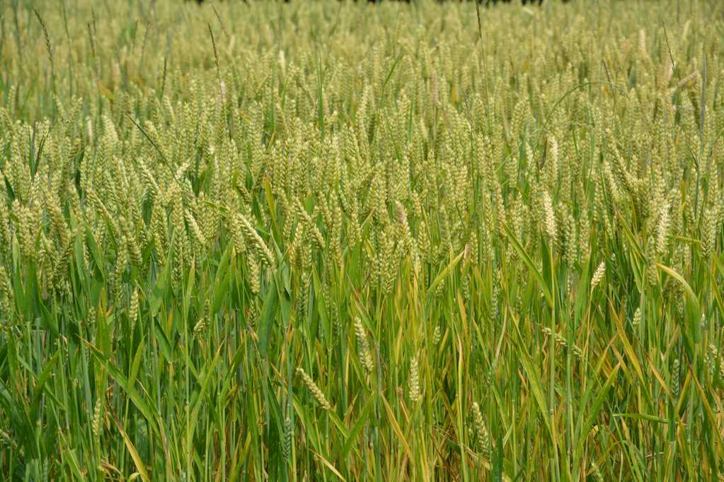 麦田里的麦穗景象图片