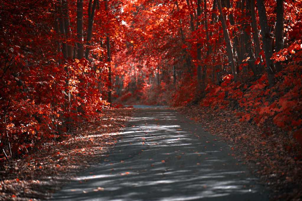 秋季红色森林光景图片