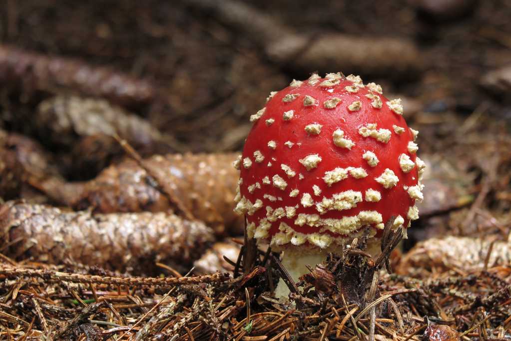 树林里毒蘑菇图片