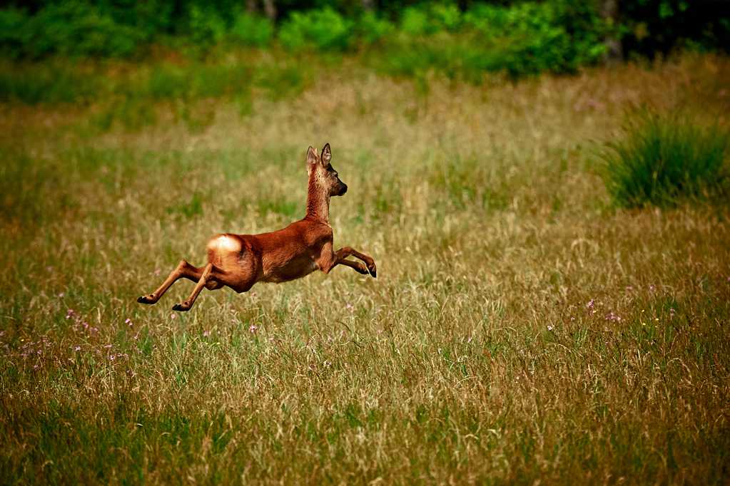 草原小鹿跳跃的图片