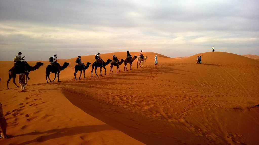 戈壁中成群的骆驼图片