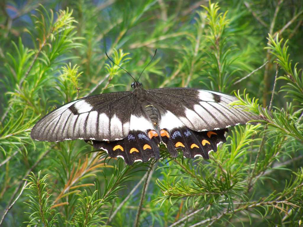 灌木里的丛燕尾蝶图片