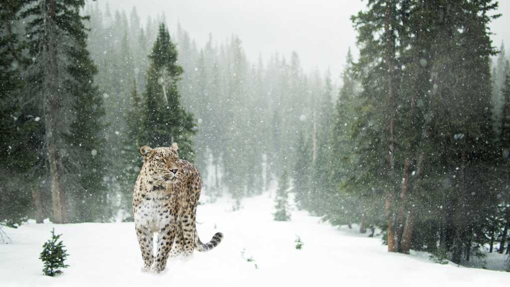 雪地上的雪豹图片