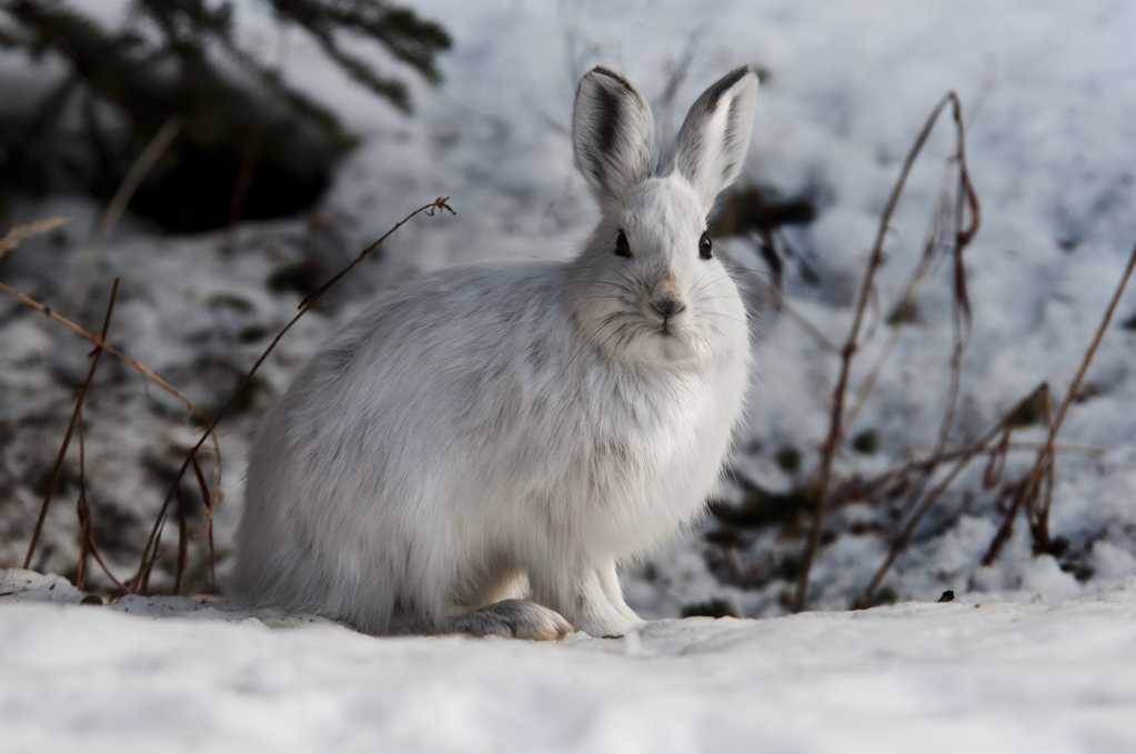 雪地上可爱的兔子