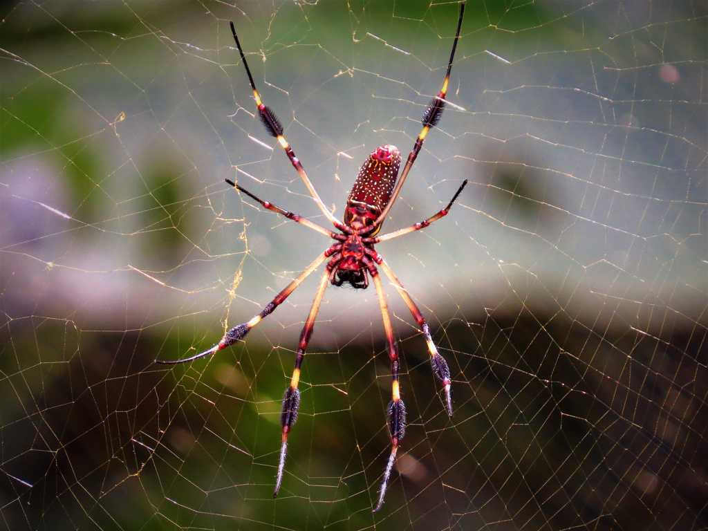 蜘蛛网上的红蜘蛛图片