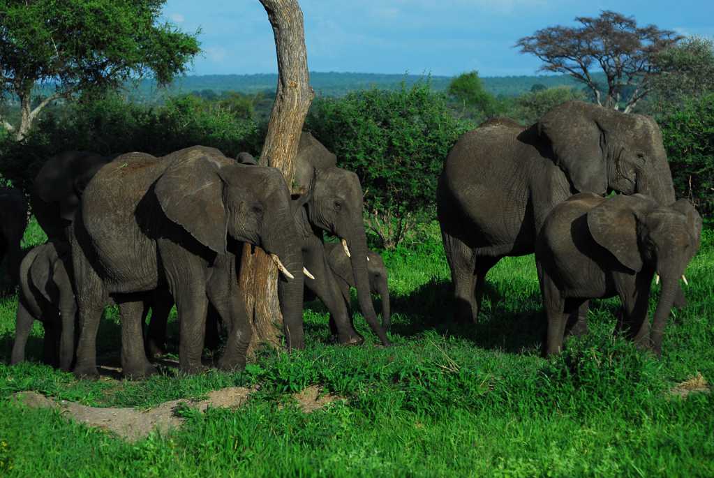 树林野生大象群图片