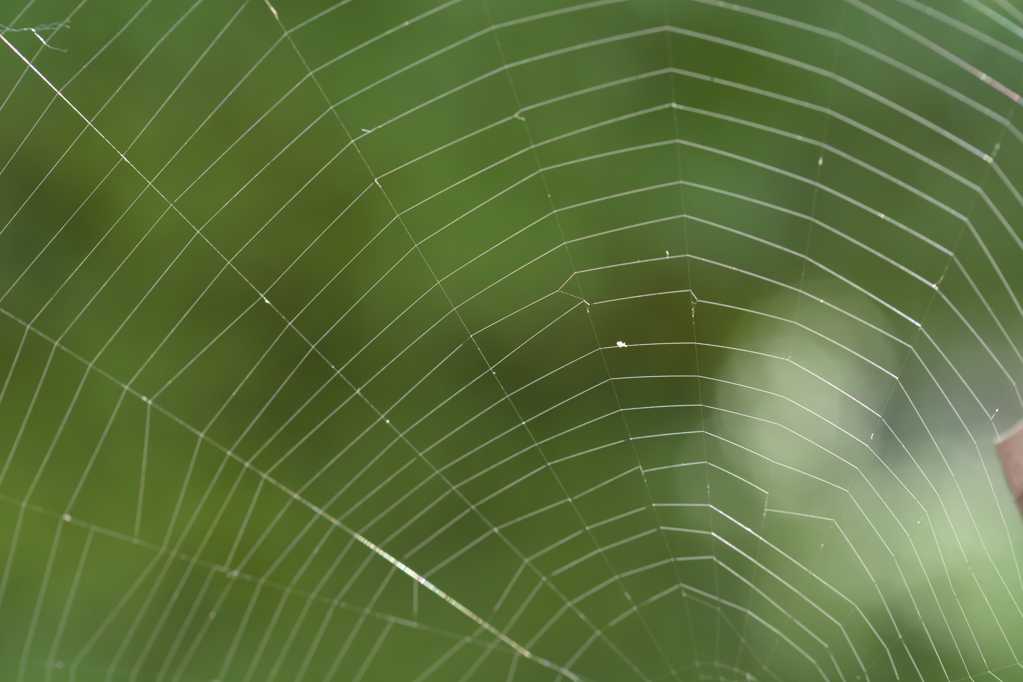 网状的蜘蛛网图片