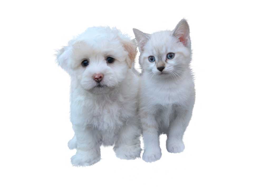 可人白色宠物猫狗图片