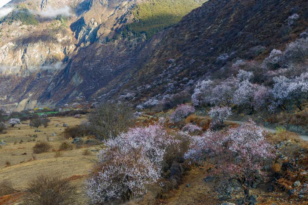 西藏林芝桃花自然风光图片