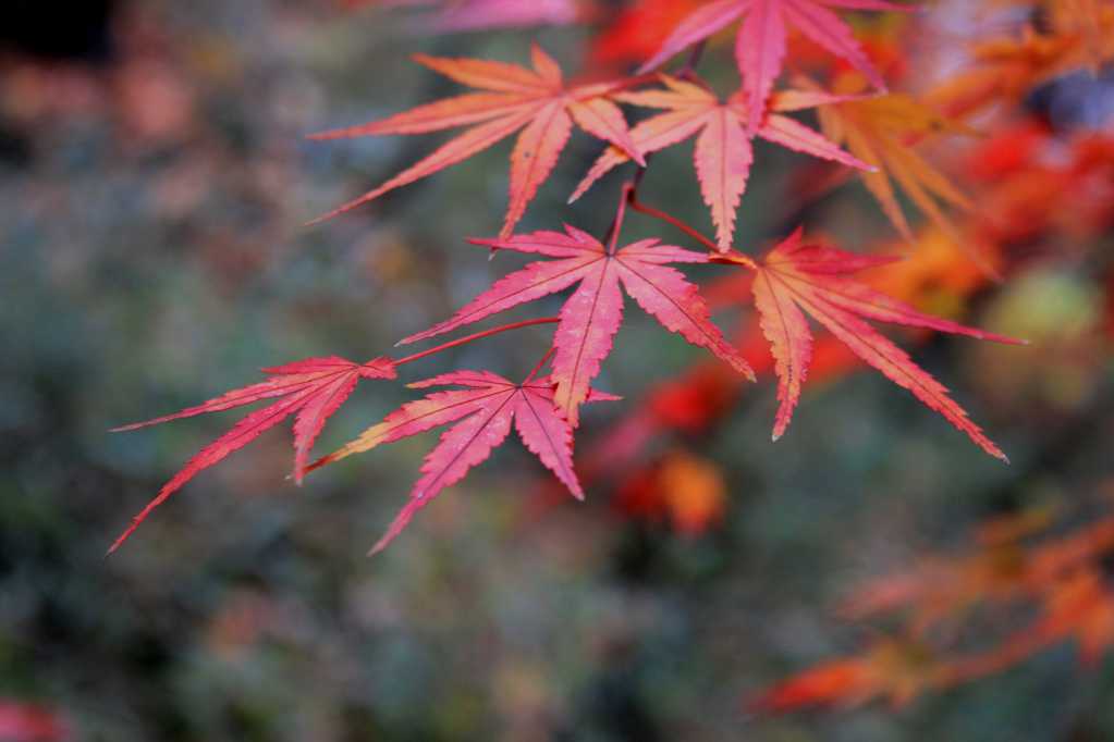 秋天的枫叶图片
